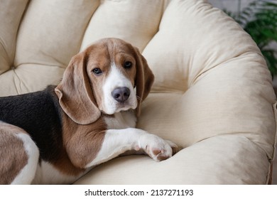 Portrait of adorable beagle pup sleeping in the dog bed. Sleepy dog with brown, black and white fur markings resting in a lounger. Close up, copy space, background.