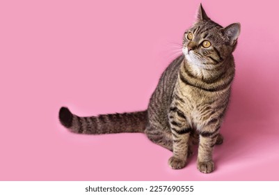 portrait adorable beautiful cute tabby cat kitty isolated on pink background playful muzzle paper hearts garland love valentine day negative space for text copy paste domestic pet pussycat feline head - Shutterstock ID 2257690555