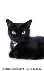 Chat Noir Et Blanc Images Stock Photos Vectors Shutterstock