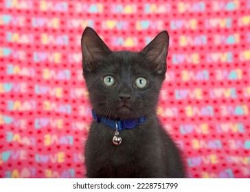 Portrait of an adorable black kitten wearing a blue collar with a bell with pink blanket with the word LOVE written all over it in the background. Looking directly at viewer.