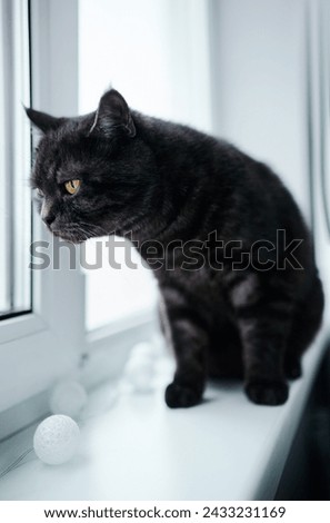 Portrait of adorable black stripped cat on the window