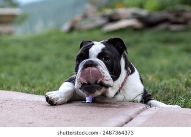 Portrait of an adorable black and white english bulldog puppy in a backyard in the foothills of Colorado - Powered by Shutterstock