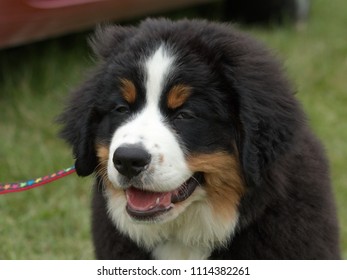 The Portrait Of An Adorable Burnese Mountain Dog Puppy.