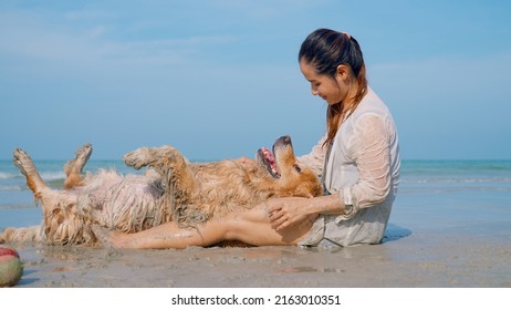 Portrait Of Adorable Chubby Golden Retriever Dog Lie On Legs Of Generous Female Owner Petting On Belly Of Obedient Dog On The Sandy Beach Playing Together Happily Enjoying Weekend In Sunny Day