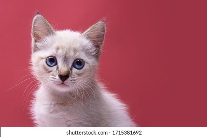 Chat Rigolo Images Stock Photos Vectors Shutterstock