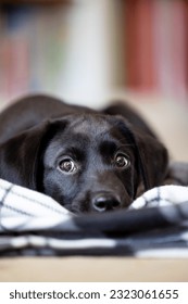 Portrait of an adorable cute 11 week old pedigree black Labrador puppy in a lying down position with his blanket in a living room setting with copy space