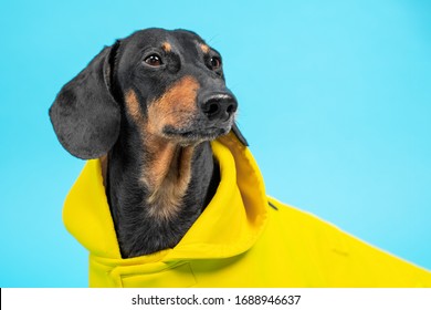 Portrait Of Adorable Dachshund Dog Model In Yellow Protective Raincoat With Hood Isolated On Blue Background, Close Up, Studio Shot. Casual Fashionable Pet Clothes For Comfortable Walks