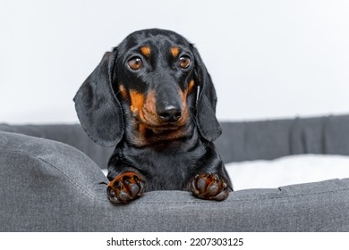 Portrait Of Adorable Dachshund Puppy Who Obediently Lies In Pet Bed And Looks Attentively At Something, Following The Command, Front View. Specially Equipped Place For Dog In House.