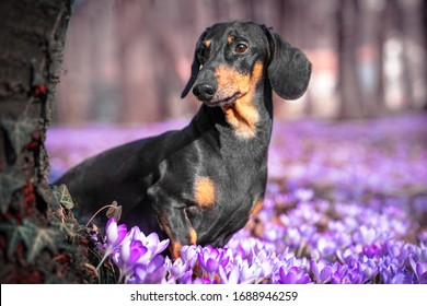 Portrait Adorable Dachshund Sits Beautiful Purple Stock Photo ...