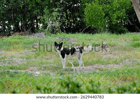 Portrait of adorable dog black-and-white coloring walking on a green lawn.