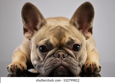 Portrait of an adorable French bulldog, studio shot,  isolated on grey.
