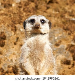 Funny Suricate Images Stock Photos Vectors Shutterstock