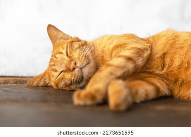 Portrait of adorable ginger cat. Sleeping red tabby kitten. A cute kitten is resting on a wooden floor
