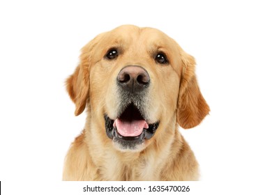 Portrait of an adorable Golden retriever looking satisfied - Shutterstock ID 1635470026