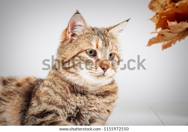 Portrait Adorable Grey Tabby Cat Striped Stock Photo Edit Now