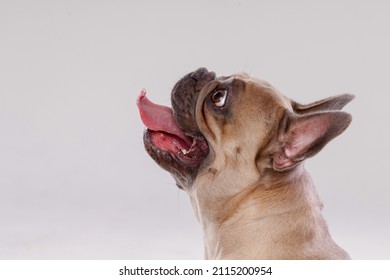 Portrait Of Adorable, Happy Dog Of The French Bulldog Breed. Cute Smiling Dog Licking Lips And Asks For Food. Free Space For Text. Gray Background.