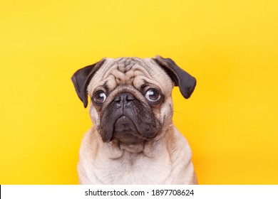 Portrait of adorable, happy dog of the pug breed. Cute smiling dog on bright trendy yellow background. Free space for text.