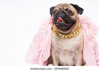 Portrait Of Adorable, Happy Dog Of The Pug Breed Wearing In Fashion Pink Fur Coat And A Gold Chain. Cute Smiling Dog On White Background. Free Space For Text.