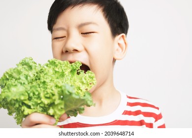 Portrait Of An Adorable Healthy Asian Boy In Stripe T-shirt Happy Eating Fresh Green Kale Leafs In His Hand. Kids Love Veggies Concept. 7-8 Years Old, Teeth, Calcium, Vegan, Vitamins, Copy Space