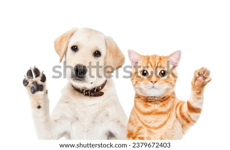 Portrait of an adorable Labrador puppy and Scottish Straight kitten waving their paws isolated on a white background