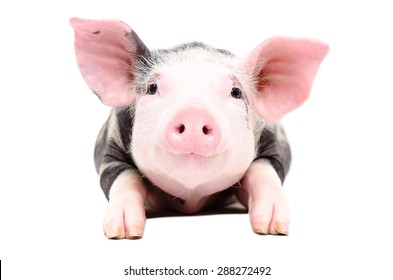 Portrait of the adorable little pig isolated on white background