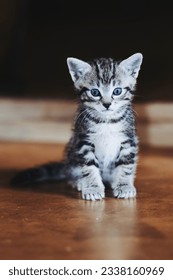 Portrait of an adorable little tabby striped kitten with blue eyes - Shutterstock ID 2338160969