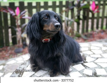 Portrait of an adorable long-haired dachshund outside.