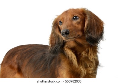Portrait of an adorable longhaired Dachshund, studio shot, isolated on white.