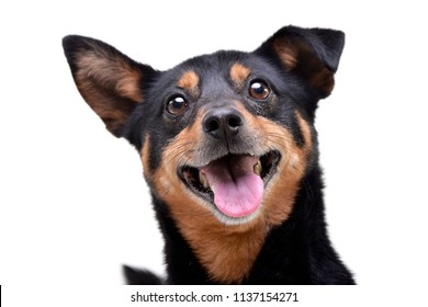 Portrait of an adorable mixed breed dog - isolated on white background.
