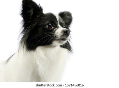 389 Papillon Head Shot Images, Stock Photos & Vectors | Shutterstock