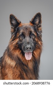Portrait of adorable pedigreed shepherd belgian tervuren breed