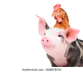 Portrait Of Adorable Piglet With Chicken On Head, Closeup, Isolated On White Background