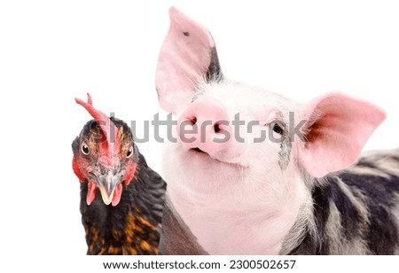 Portrait of adorable piglet and curious chicken, closeup, isolated on white background