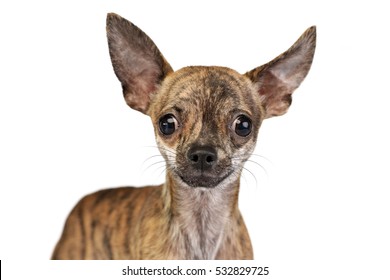 Short Hair Chihuahua Images Stock Photos Vectors Shutterstock