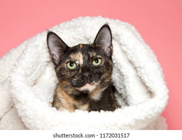 Portrait of an adorable tortie tabby kitten peaking out of a sheepskin blanket looking directly at viewer, pink background.