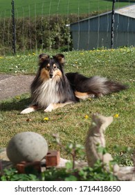 The Portrait Of An Adorable Tricolour Shetland Sheepdog Laying Down On The Grass.