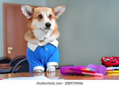 Portrait of adorable Welsh corgi Pembroke or cardigan in blue sweatshirt wearing, who poses obediently to classes at the school of education for pet. Obedient and well-mannered dog.