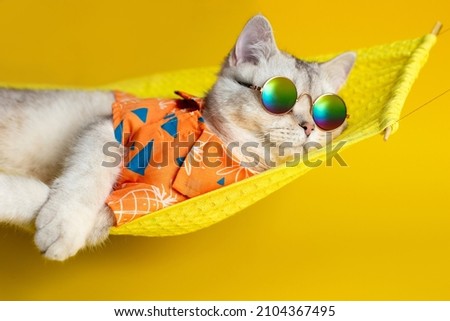 Portrait of an adorable white cat in sunglasses and an shirt, lies on a fabric hammock, isolated on a yellow background.