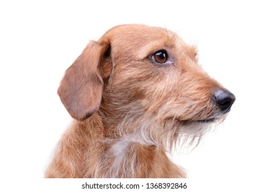 Portrait of an adorable wire haired dachshund mix dog looking curiously - isolated on white background.