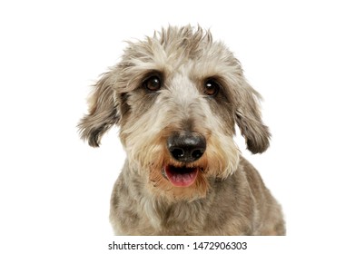 Dog Portrait Funny Stock Photos Images Photography Shutterstock