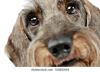 Portrait of an adorable wire haired Dachshund, studio shot, isolated on white.