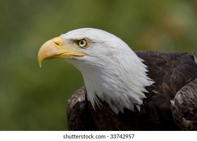 Portrait Adult Bald Eagle Stock Photo 33742957 | Shutterstock