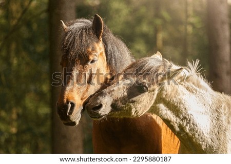 Portrait of an adult bay brown huzule pony and a young konik horse in a forest in spring outdoors