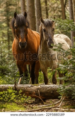 Portrait of an adult bay brown huzule pony and a young konik horse in a forest in spring outdoors
