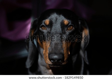 Similar – Vigilant dachshund