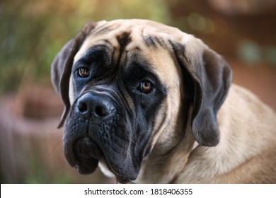 portrait of an adult english mastiff outdoors