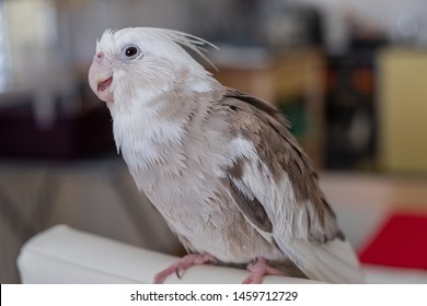 White Faced Cockatiel Images Stock Photos Vectors Shutterstock,Italian Beans And Greens