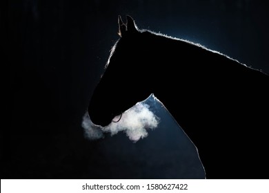 Portrait of an adult horse against a dark background. The silhouette is outlined by a bright light. Cold weather, from the nostrils of the stallion there is steam. Black background. Copy space