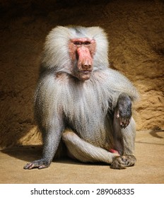 Portrait of adult male hamadryas baboon