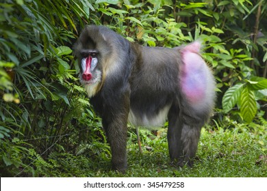 370 Angry mandrill Images, Stock Photos & Vectors | Shutterstock